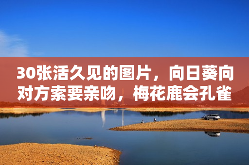 30张活久见的图片，向日葵向对方索要亲吻，梅花鹿会孔雀开屏